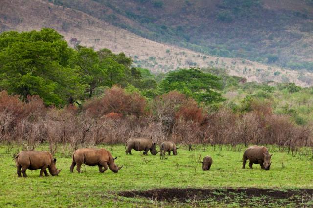 Teens see rhino on safari in Ngorongoro Crater during summer service and travel tour of Tanzania.