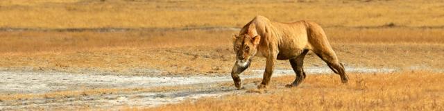 Students spot a lioness on safari in Tanzania during summer service and adventure program for teens.