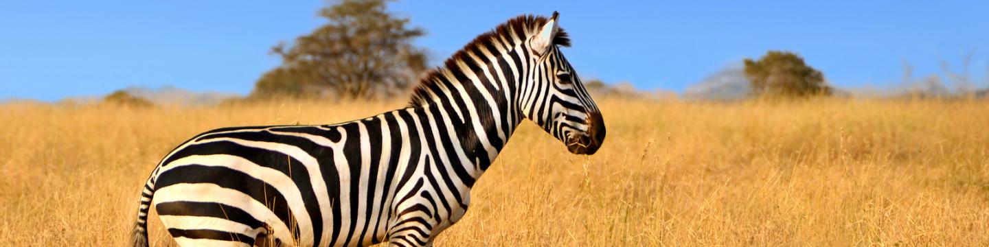 Safari wildlife teens see on trips during summer travel programs