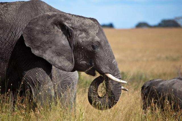 Teens see elephants on safari in Tanzania during summer service and travel program.