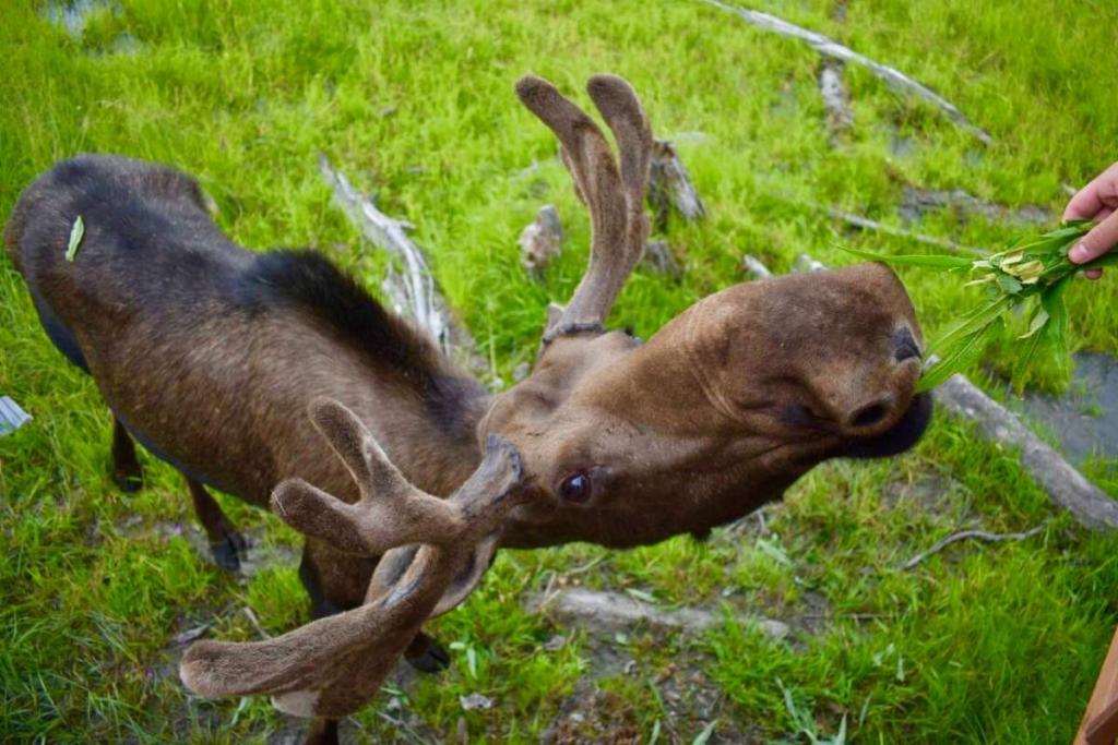 Moose in Alaska