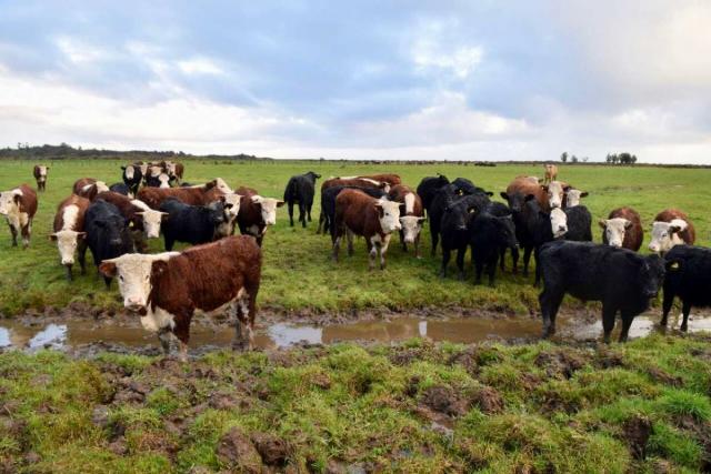 Cows and farmland seen by teenage travelers during summer youth travel program in New Zealand