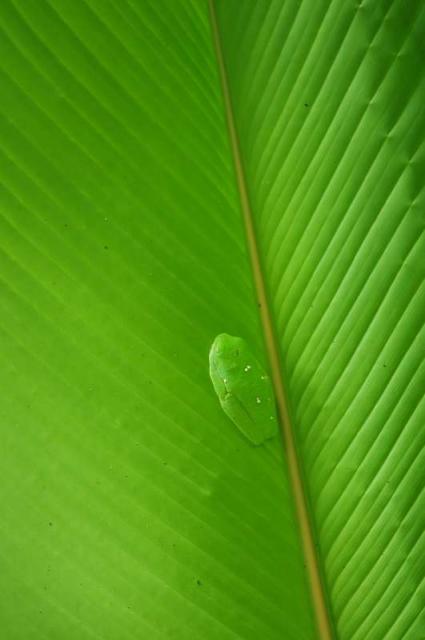 Students capture beautiful photos of nature on summer teen tour in Costa Rica.