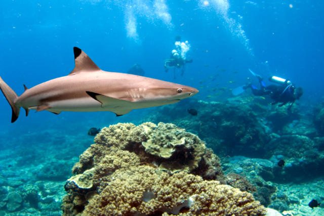 5 catch a glimpse of the black tip reef shark