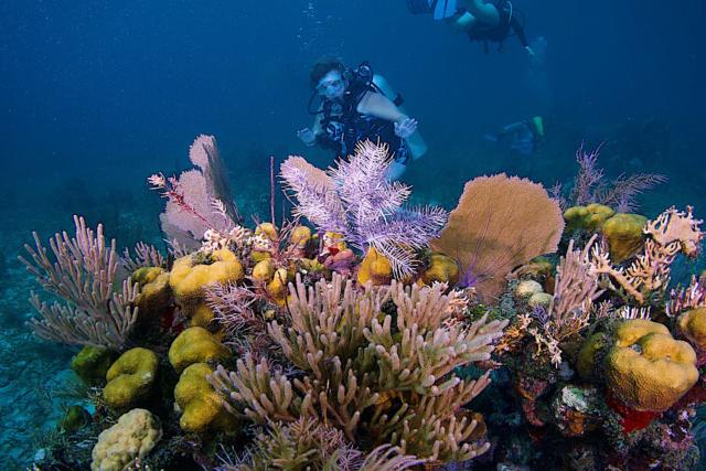 34 belize coral reefs