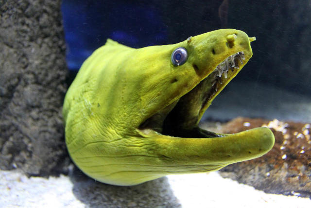 Green Morey Eel (2)