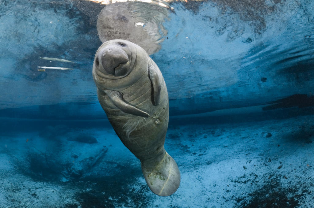 Manatee calf floats over a spring in Florida
