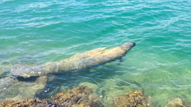 FloridaKeysmanatee