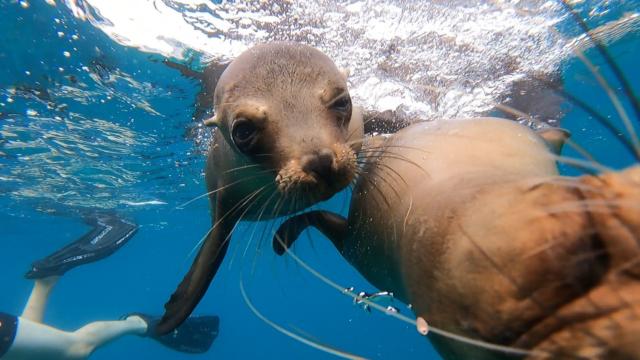 Seals in Ecuador