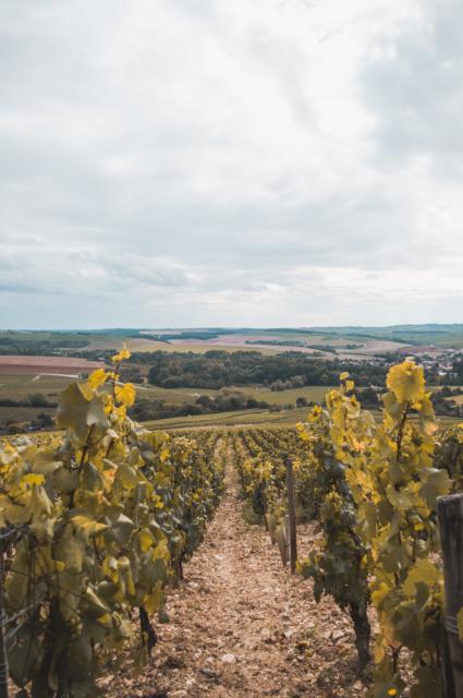 Adult tour of the region of Burgundy in France