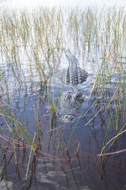 Aligator in Florida