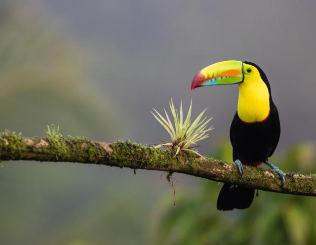 Teens discover incredible wildlife in Costa Rica on their summer tour