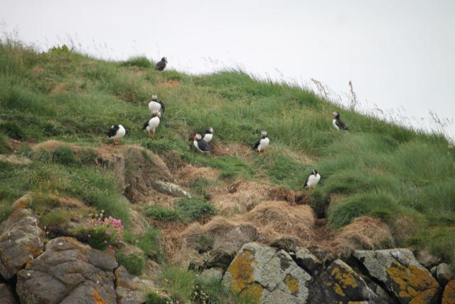Puffins