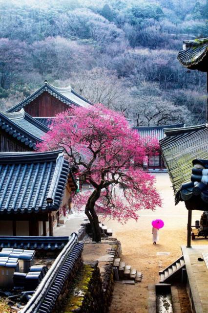 Cherry Blossoms South Korea