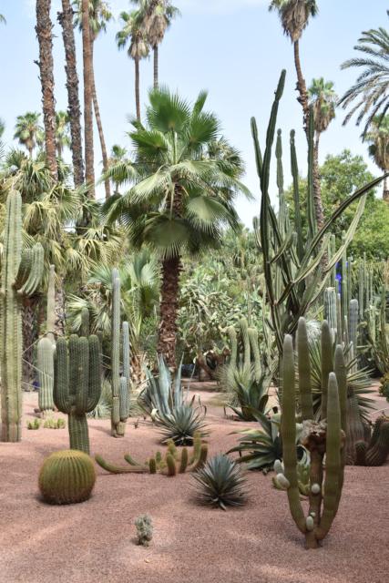High school students discover the beauty of Morocco on their teen summer tour