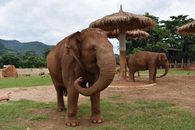 Elephant Sanctuary in Thailand