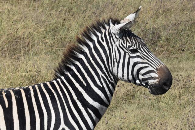 ea572292-c3fe-591a-99bd-449800f89f17-1