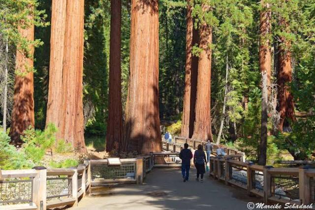 sequoia2