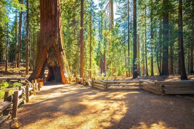 sequoias