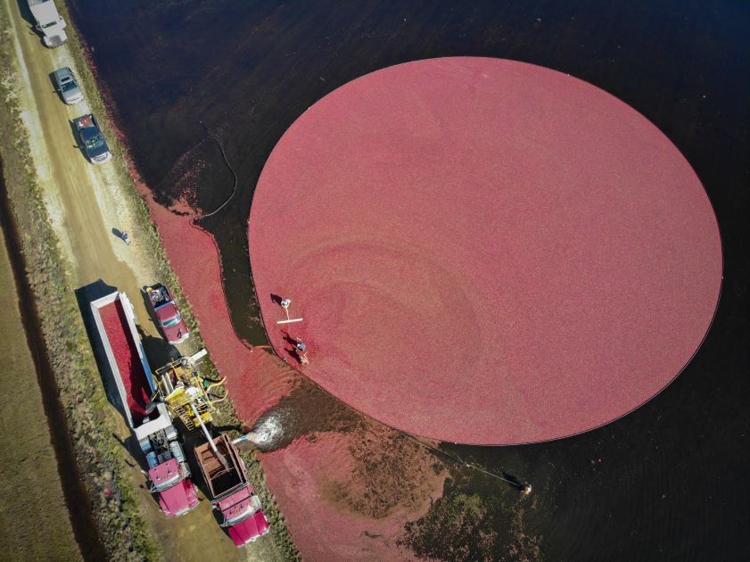 Cranberry Harvest Tours