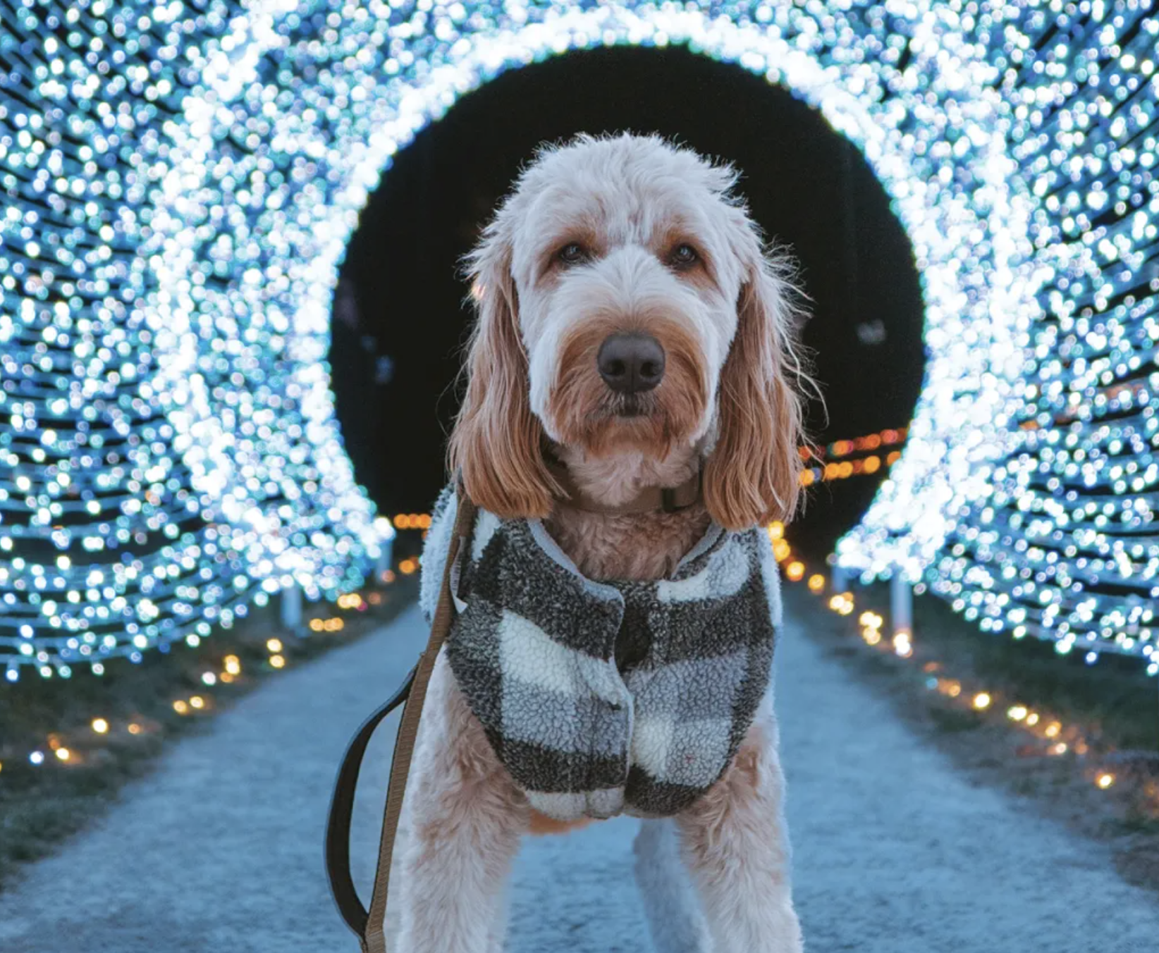 Dog at Winter Wander