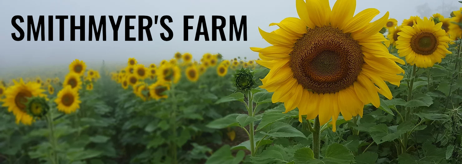 Sunflower Festival & Maze 2022