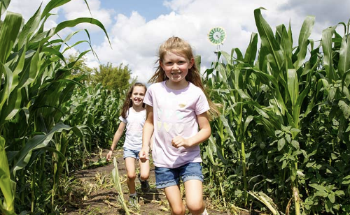Corn maze at Ferguson's Orchards