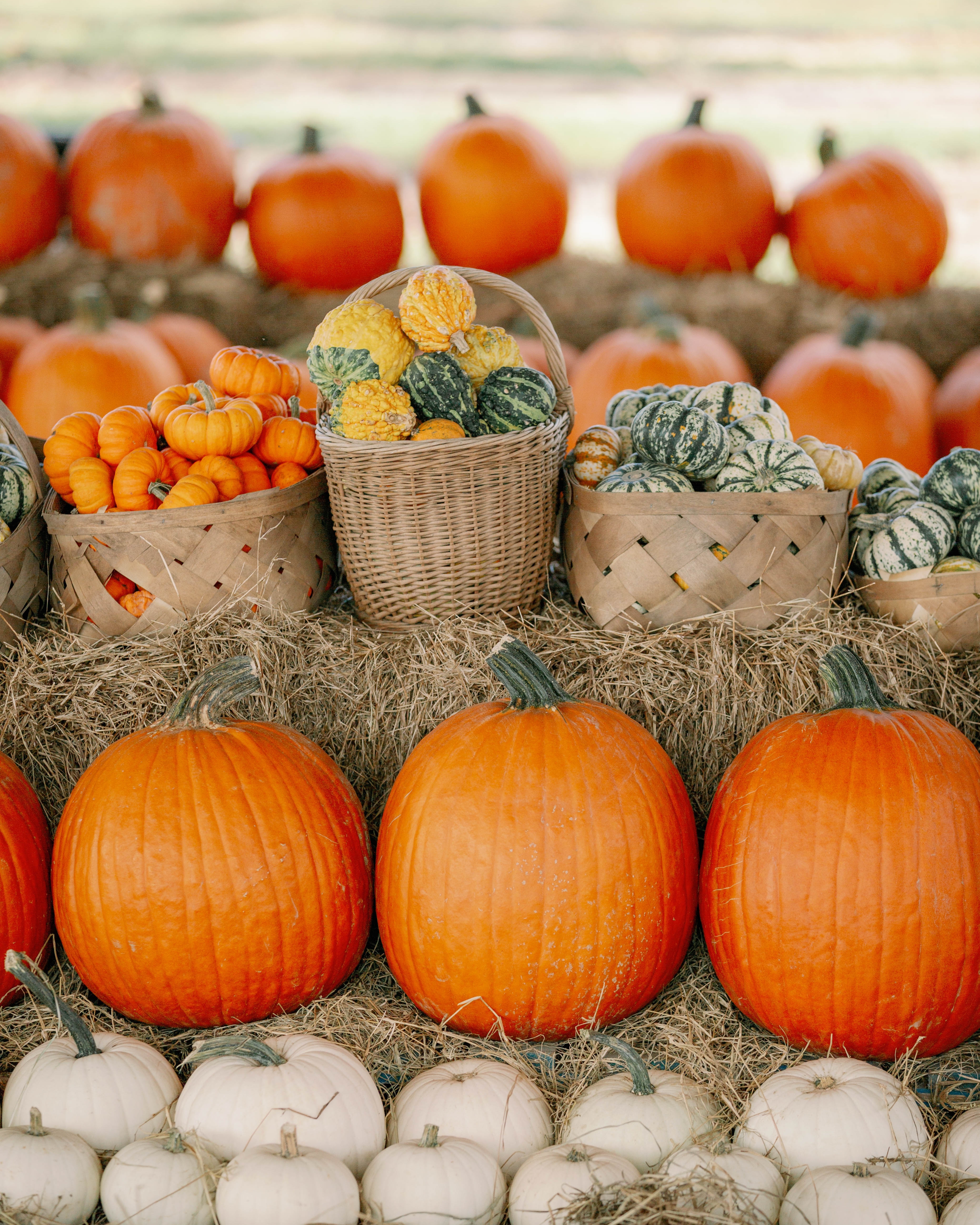 Southern Hill Farms Fall Festival