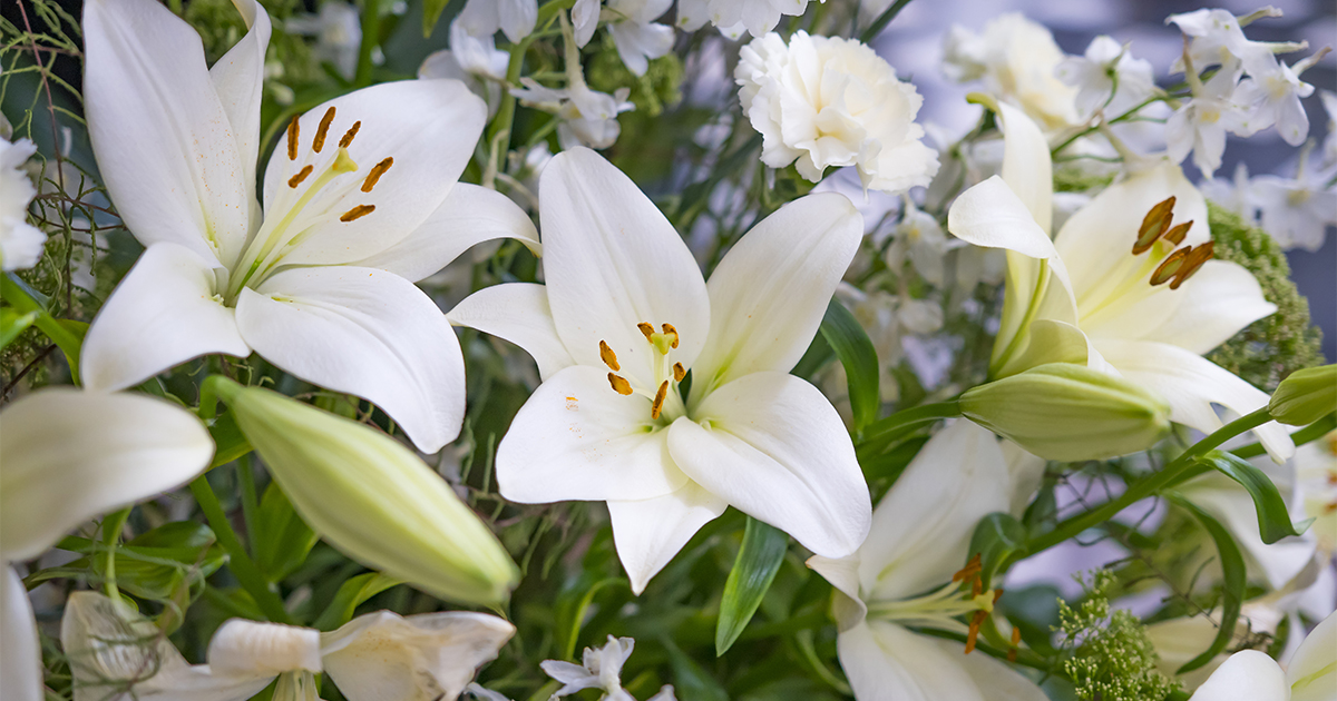 Easter Lilies