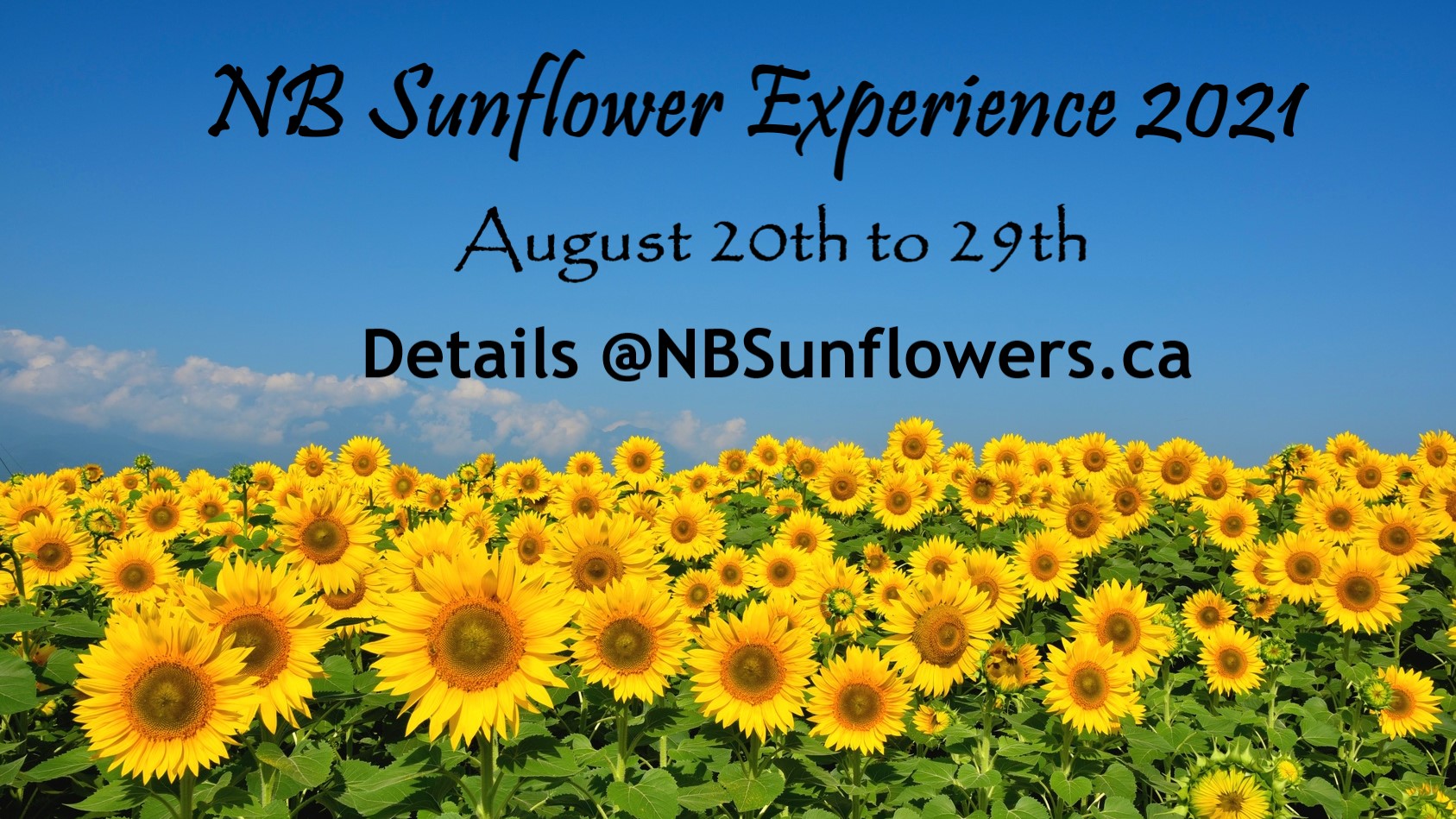 NB Sunflower Experience 2021