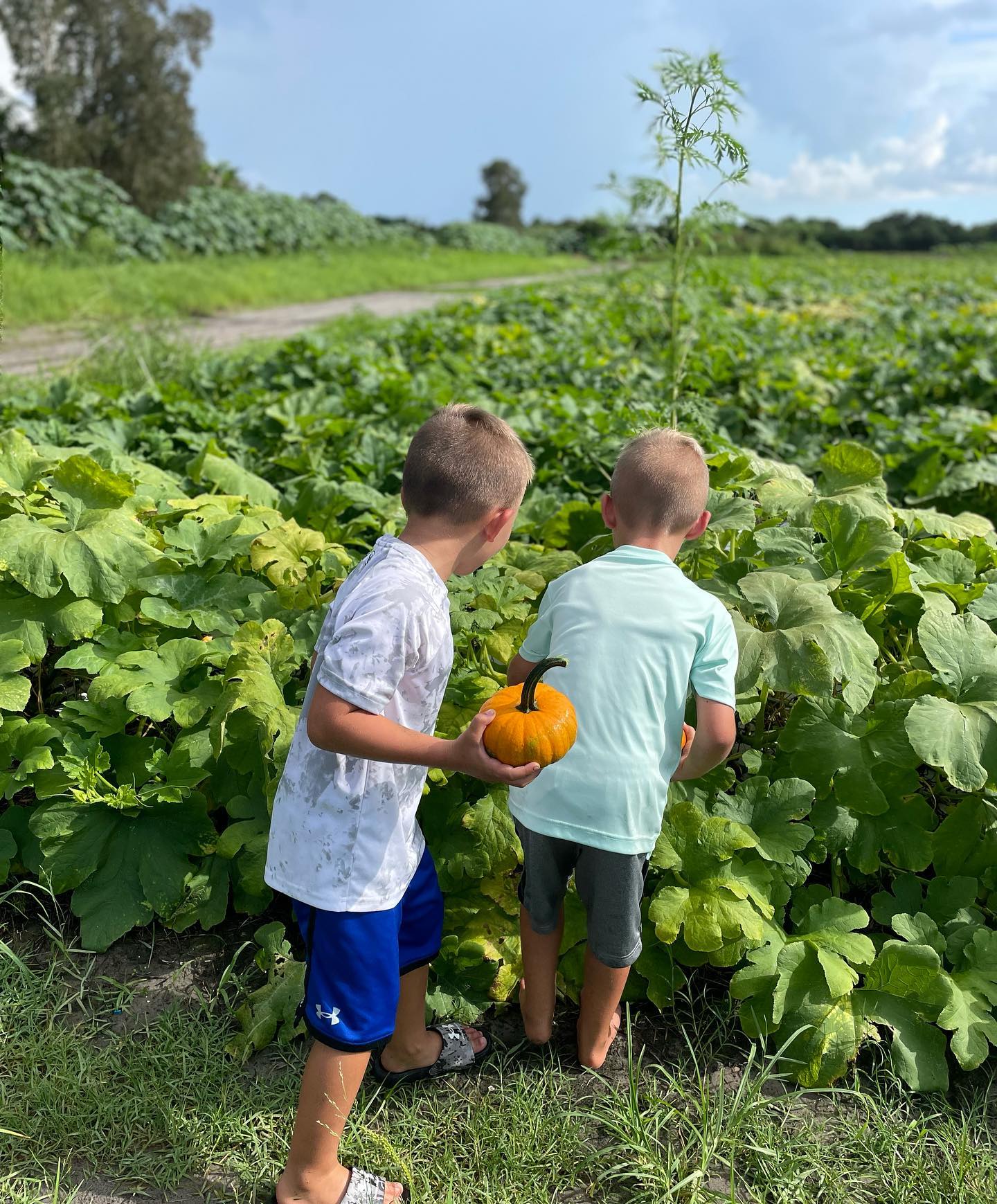 Farmer Mike's 9th Annual Fall Festival & Corn Mazes Fort Myers