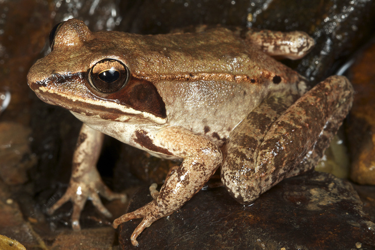 2021 Frozen Frog Facts