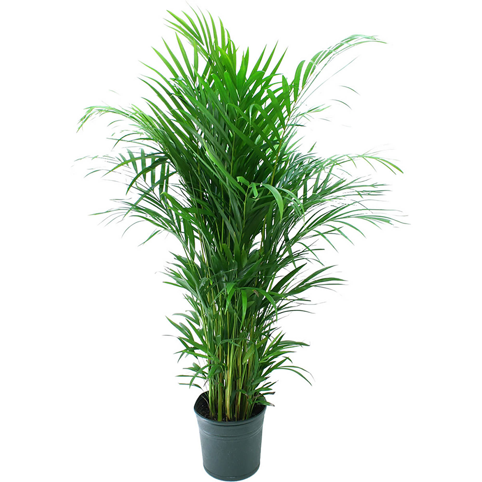 Standard Green Plant