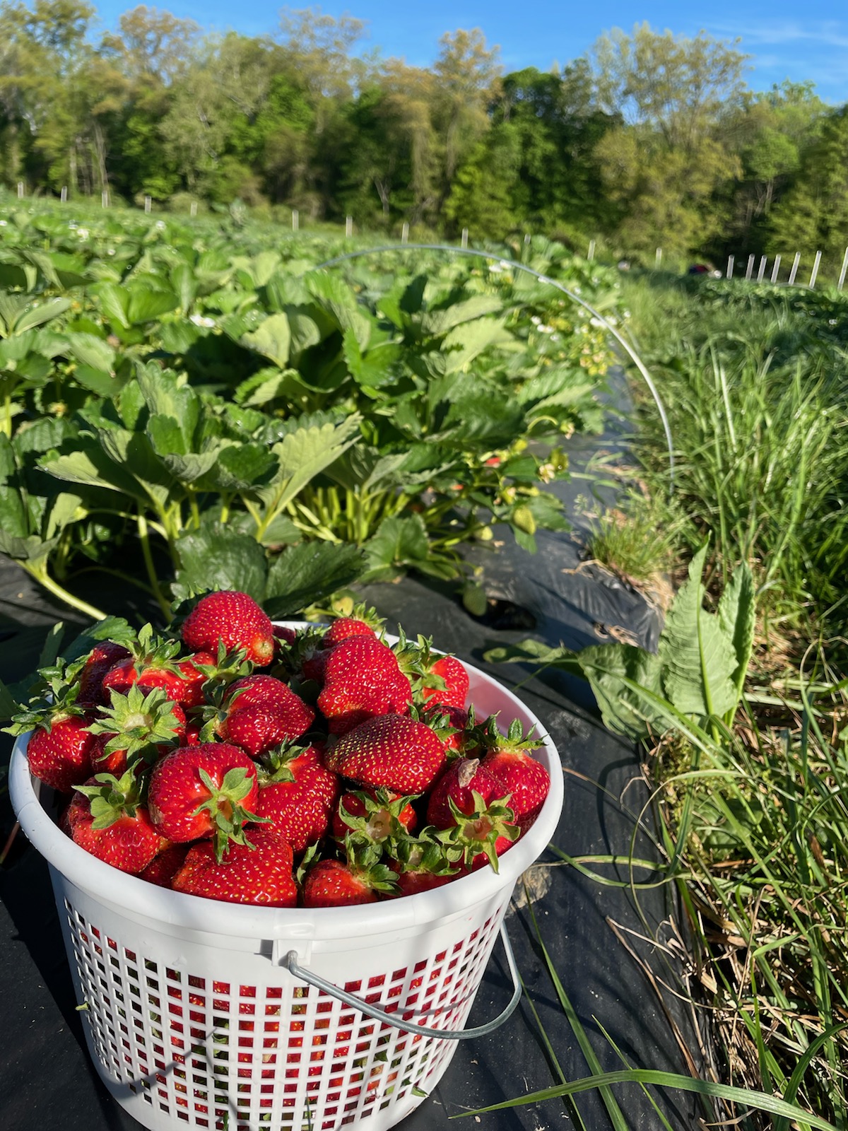 UPick Strawberries 2022
