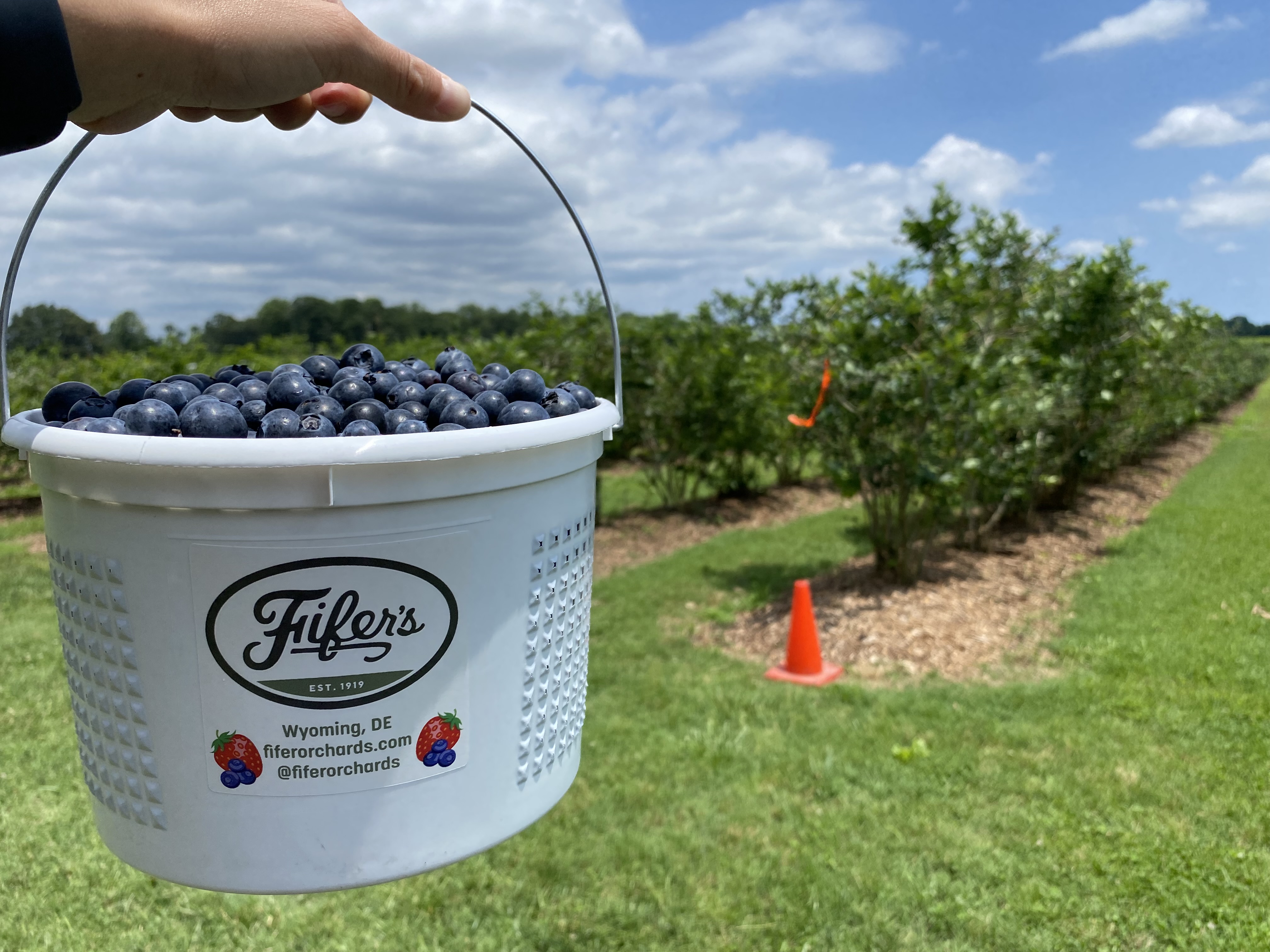 UPick Blueberries