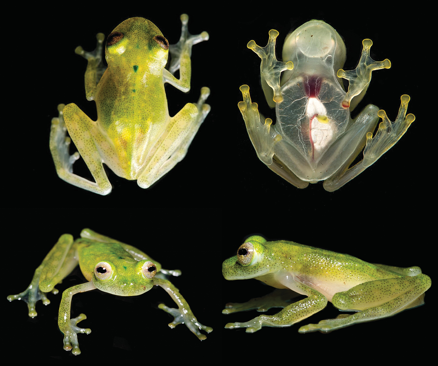 CURIOSITY A New Species Of Glass Frog With Translucent UrbanGlass
