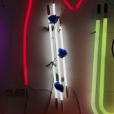 Kate Hush 1Day Neon