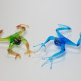 Paz Frogs1 Paz Frogs1