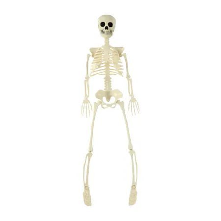Posable Skeleton