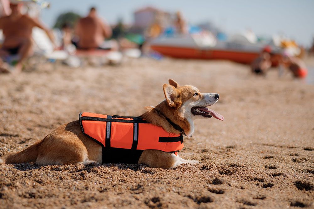Can I Bring My Service Dog or Emotional Support Dog to the Beach?