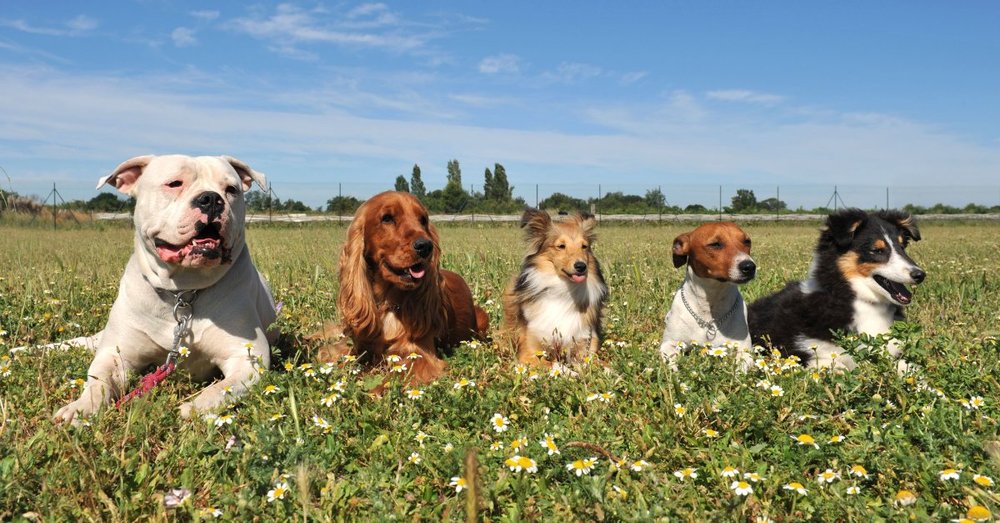 The Best Service Dog Breeds