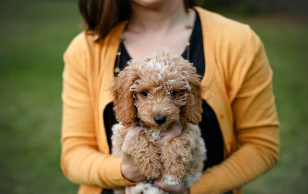 Emotional Support Dogs: Do Goldendoodles Make Good Emotional Support Dogs?