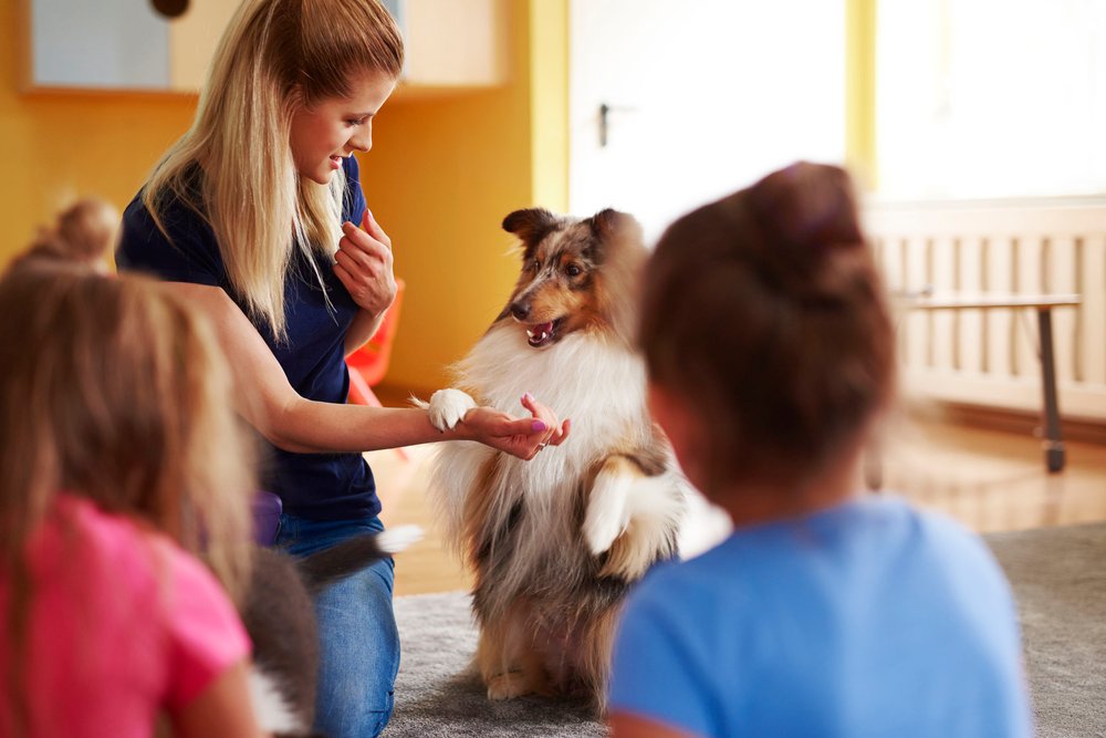 Continuing Your Service Dog Training Education