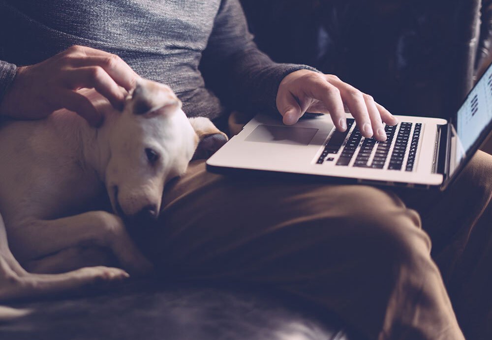 What is a Service Dog and How to Qualify for a Service Dog?