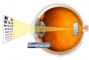 If the image formed on a retina is inverted, then why do we see things ...