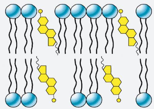 cholesterol in cell membrane