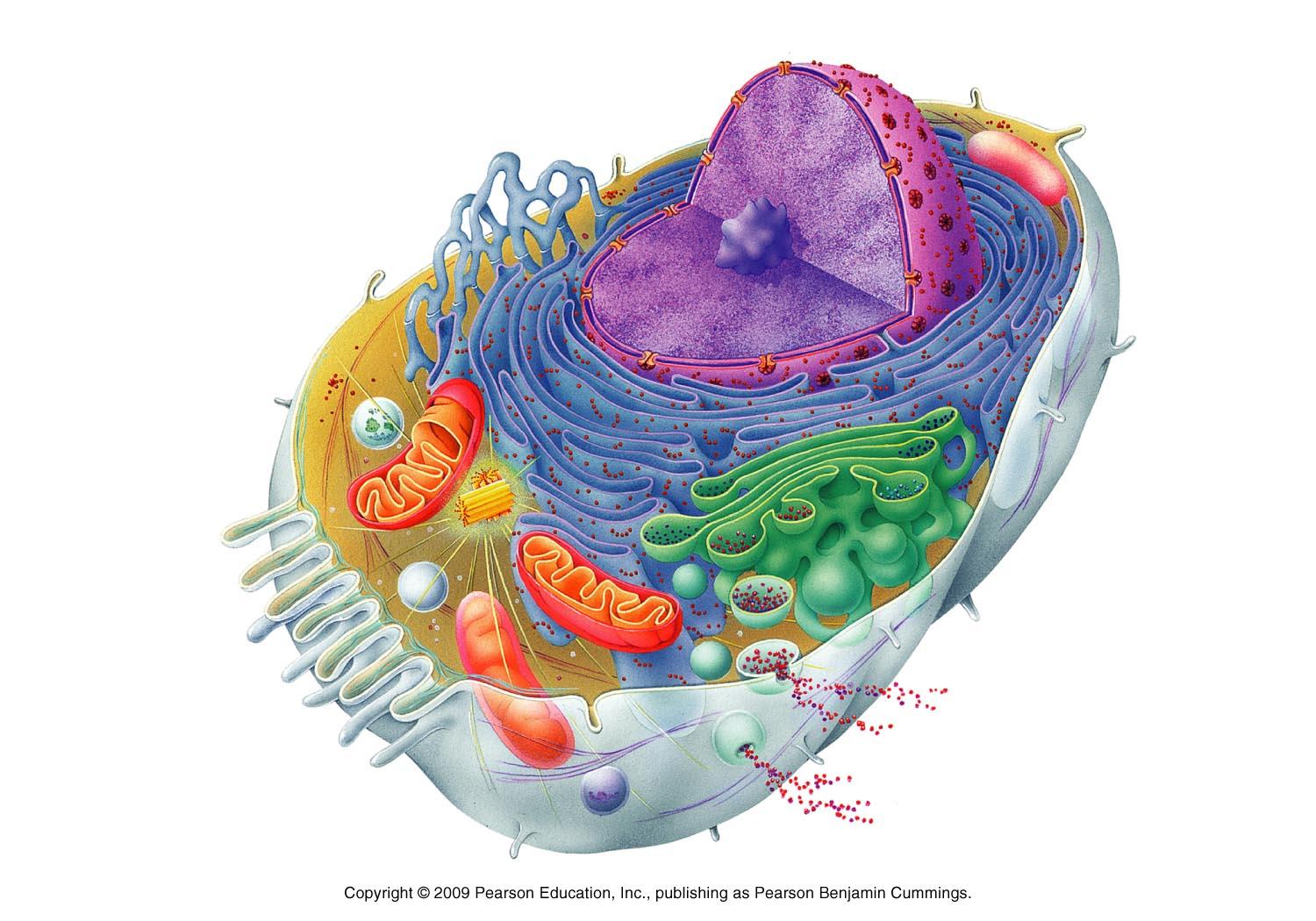 33 Plant Cell Without Label Labels Design Ideas 2020