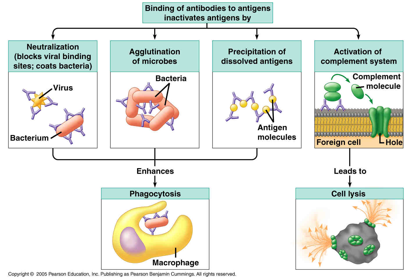explain the antigen antibody reaction diagram antibody antigen diagram www imgkid the image kid explain the antigen antibody reaction diagram antibody antigen diagram www imgkid the image kid