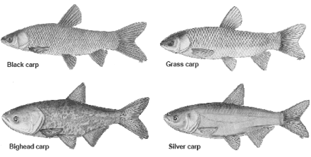Asian carp invasion busty