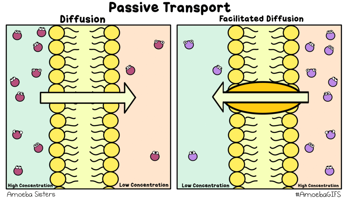 examples by nancy gomez olvera infographic movement of molecules from high to low concentration